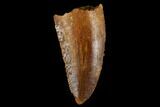 Bargain, Raptor Tooth - Real Dinosaur Tooth #173564-1